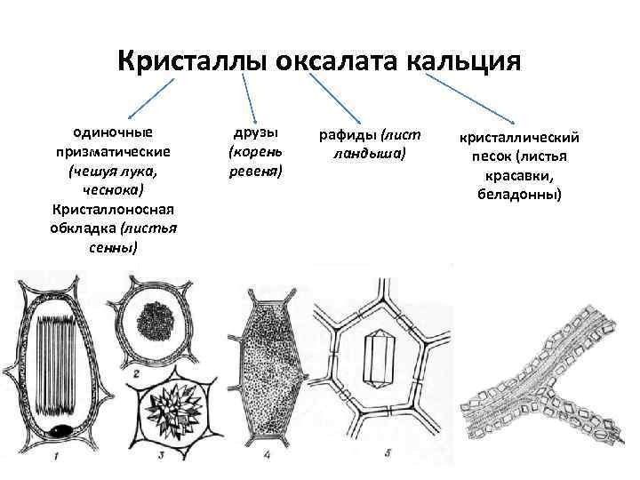 Кристаллы оксалата кальция одиночные призматические (чешуя лука, чеснока) Кристаллоносная обкладка (листья сенны) друзы (корень