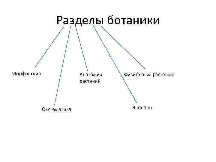 Разделы ботаники Морфология Систематика Анатомия растений Физиология растений Экология 