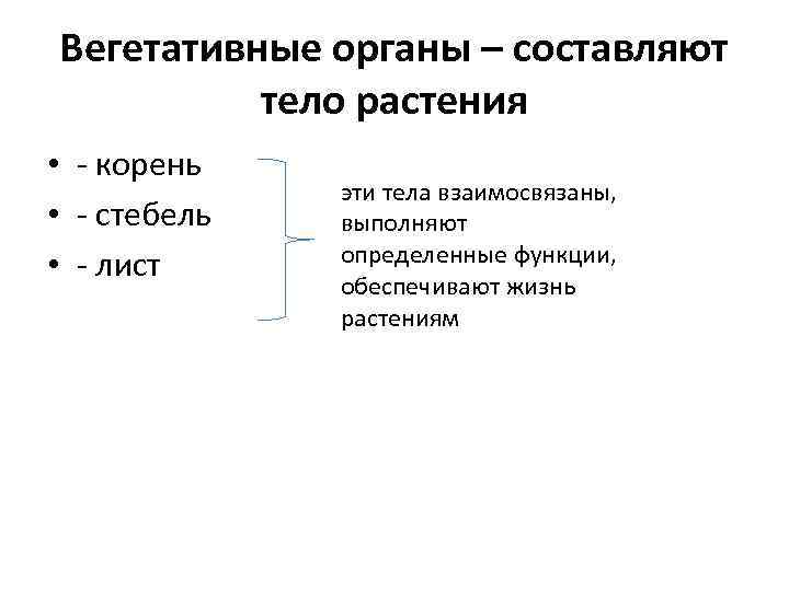 Вегетативные органы – составляют тело растения • - корень • - стебель • -