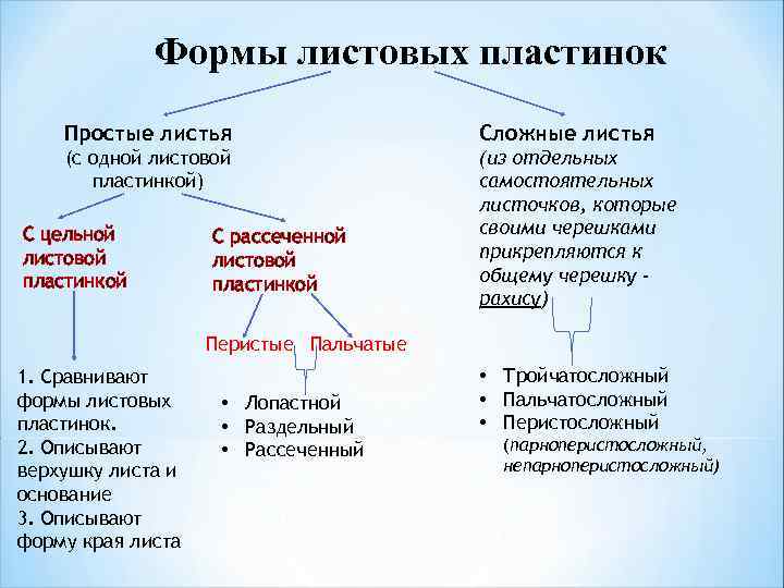 Формы листовых пластинок Простые листья Сложные листья (с одной листовой пластинкой) (из отдельных самостоятельных
