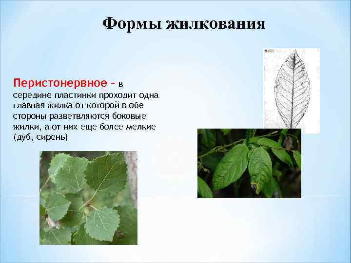 Формы жилкования Перистонервное – в середине пластинки проходит одна главная жилка от которой в