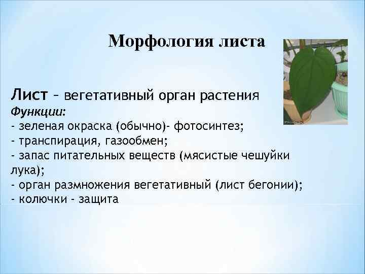 Морфология листа Лист – вегетативный орган растения Функции: - зеленая окраска (обычно)- фотосинтез; -