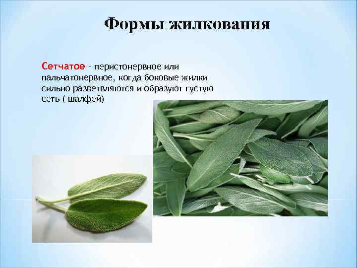 Формы жилкования Сетчатое – перистонервное или пальчатонервное, когда боковые жилки сильно разветвляются и образуют