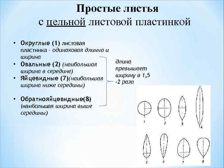 Лист с цельной листовой пластинкой