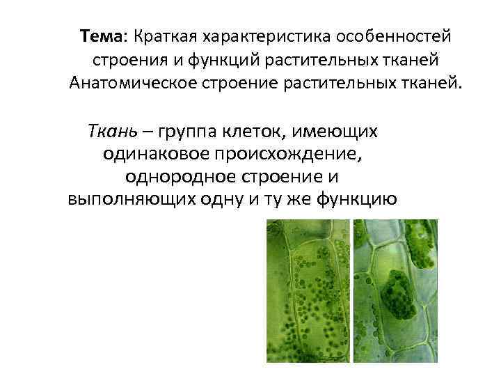 Тема: Краткая характеристика особенностей строения и функций растительных тканей Анатомическое строение растительных тканей. Ткань