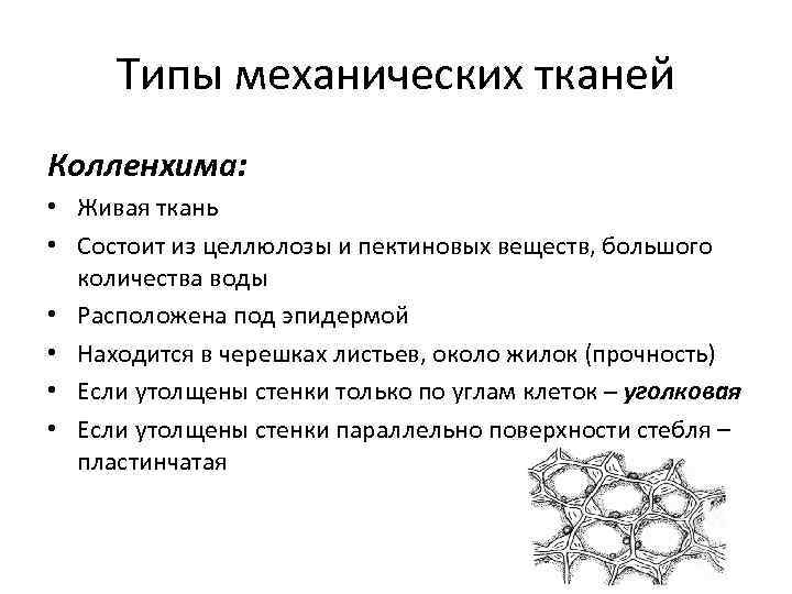 С какими особенностями строения связана