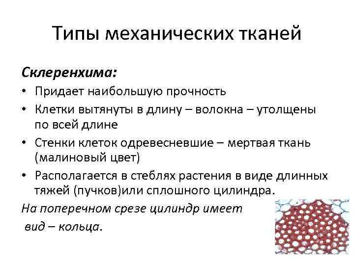 Механическая ткань функции