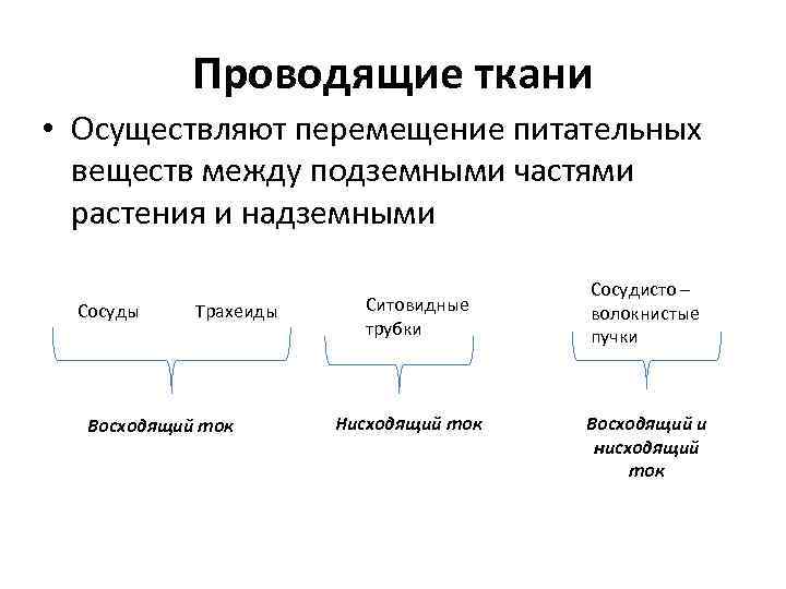 Проводящие ткани • Осуществляют перемещение питательных веществ между подземными частями растения и надземными Сосуды