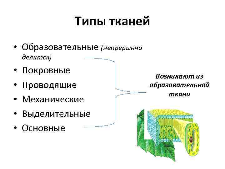 Проводит в основном