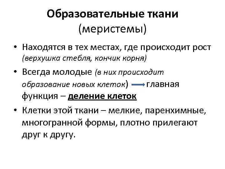 Образовательные ткани (меристемы) • Находятся в тех местах, где происходит рост (верхушка стебля, кончик