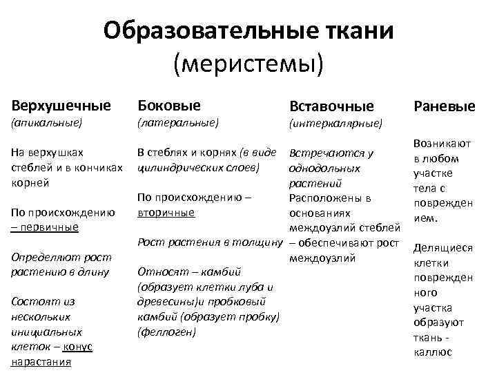 Образовательные ткани (меристемы) Верхушечные (апикальные) На верхушках стеблей и в кончиках корней По происхождению