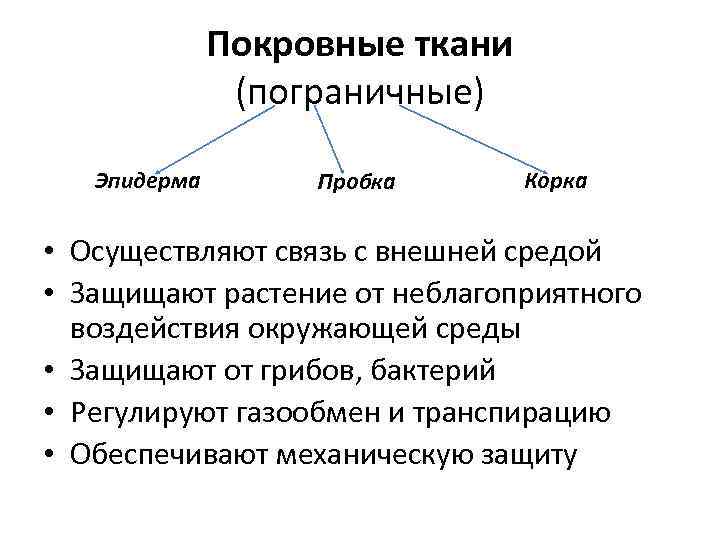 Покровные ткани (пограничные) Эпидерма Пробка Корка • Осуществляют связь с внешней средой • Защищают