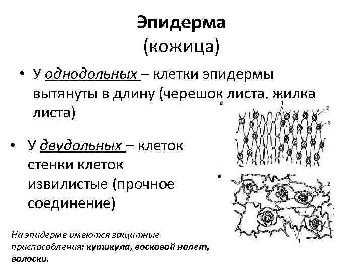 Эпидерма (кожица) • У однодольных – клетки эпидермы вытянуты в длину (черешок листа, жилка