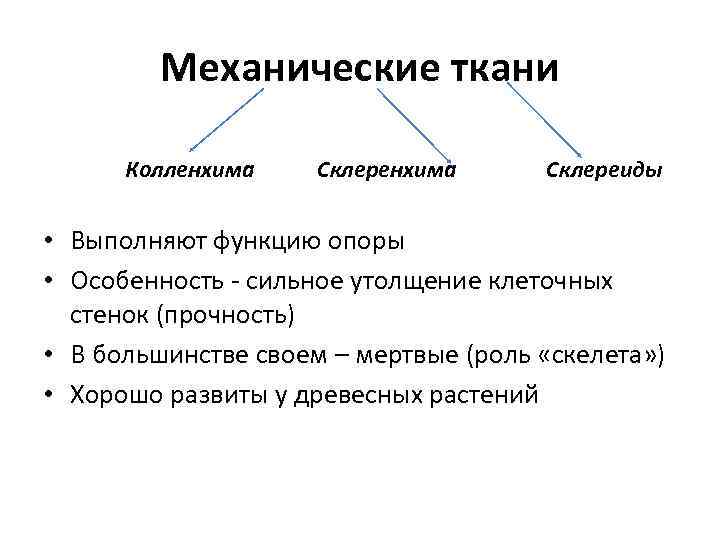 Механическая ткань функции. Механическая ткань строение и функции. Механические ткани выполняют. Выполняемая функция механической ткани. Механические ткани фун.