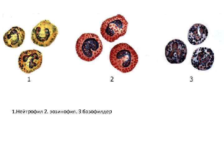 1. Нейтрофил 2. эозинофил. 3 базофилдер 