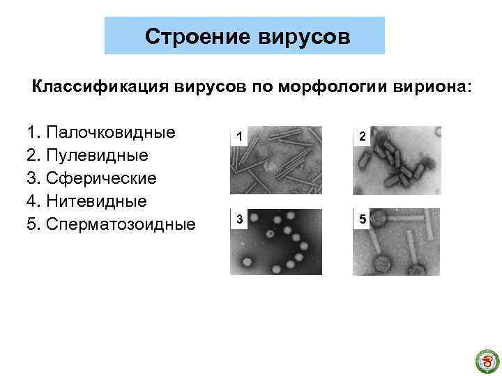 Строение вирусов Классификация вирусов по морфологии вириона: 1. Палочковидные 2. Пулевидные 3. Сферические 4.