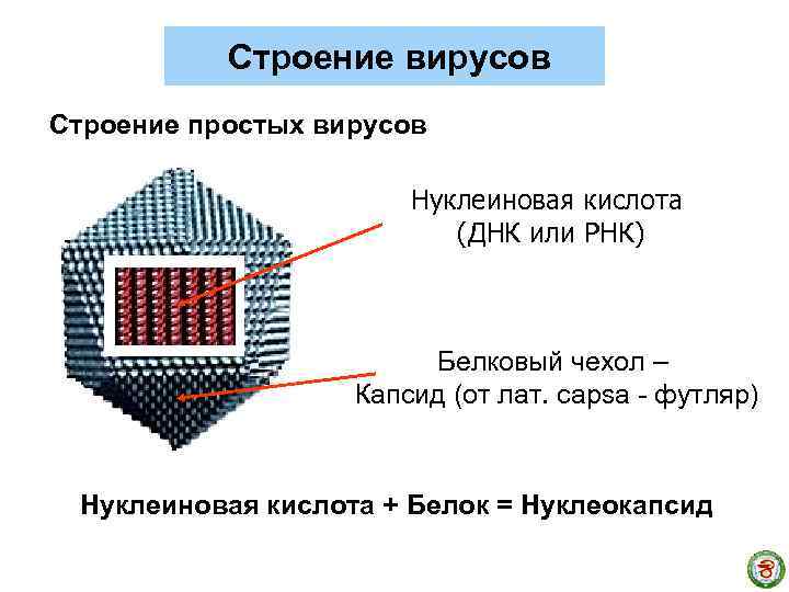 Строение вирусов Строение простых вирусов Нуклеиновая кислота (ДНК или РНК) Белковый чехол – Капсид