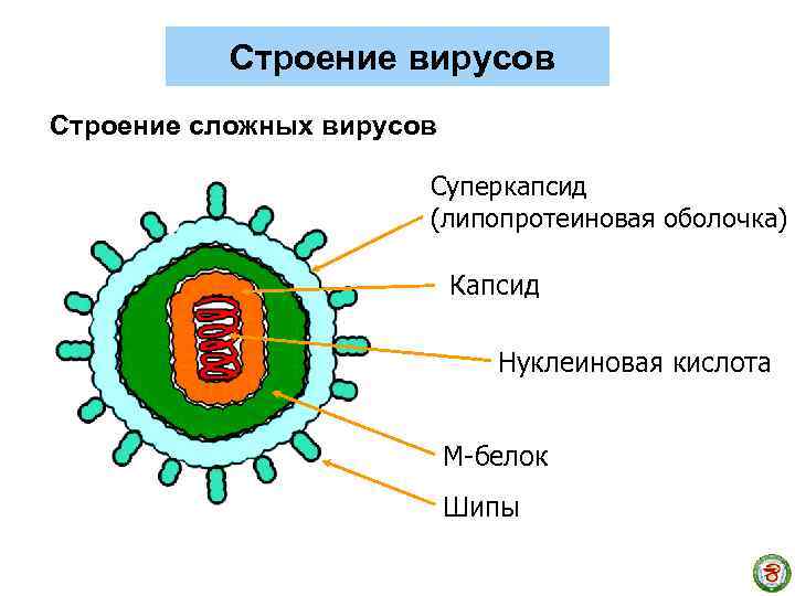 Строение вирусов Строение сложных вирусов Суперкапсид (липопротеиновая оболочка) Капсид Нуклеиновая кислота М-белок Шипы 