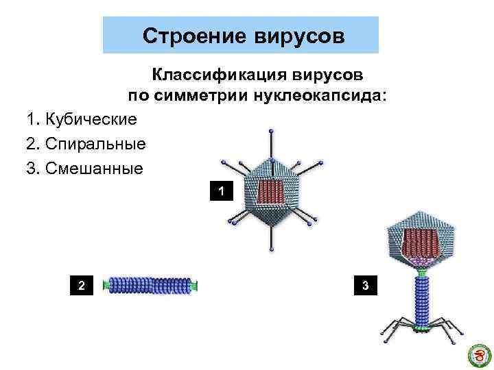 Строение вирусов Классификация вирусов по симметрии нуклеокапсида: 1. Кубические 2. Спиральные 3. Смешанные 1