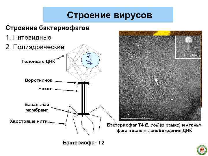 Строение вирусов Строение бактериофагов 1. Нитевидные 2. Полиэдрические Головка с ДНК Воротничок Чехол Базальная