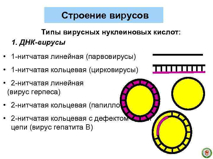 Строение вирусов Типы вирусных нуклеиновых кислот: 1. ДНК-вирусы • 1 -нитчатая линейная (парвовирусы) •