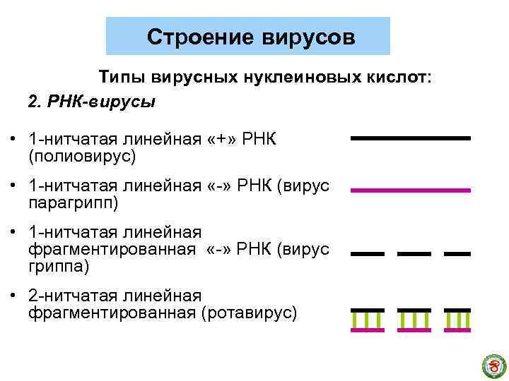 Строение вирусов Типы вирусных нуклеиновых кислот: 2. РНК-вирусы • 1 -нитчатая линейная «+» РНК