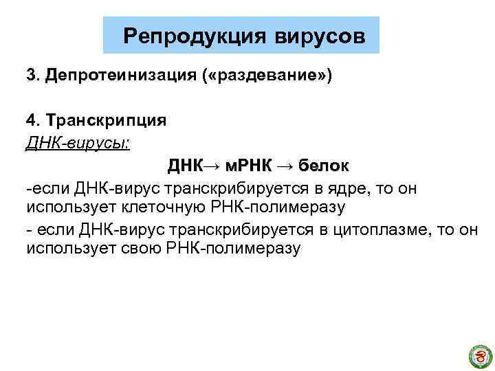 Репродукция вирусов 3. Депротеинизация ( «раздевание» ) 4. Транскрипция ДНК-вирусы: ДНК→ м. РНК →