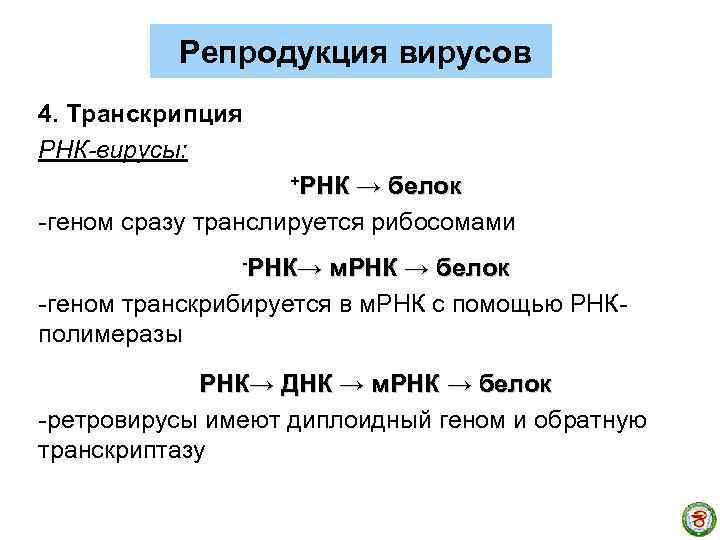 Репродукция вирусов 4. Транскрипция РНК-вирусы: +РНК → белок -геном сразу транслируется рибосомами -РНК→ м.