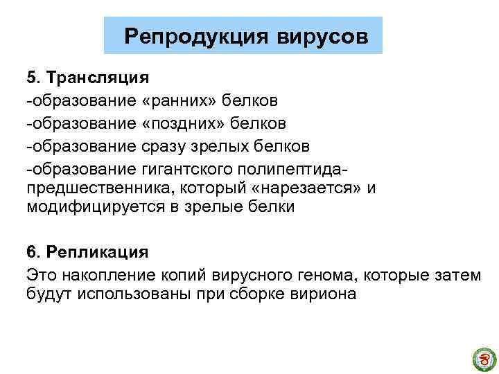 Репродукция вирусов 5. Трансляция -образование «ранних» белков -образование «поздних» белков -образование сразу зрелых белков