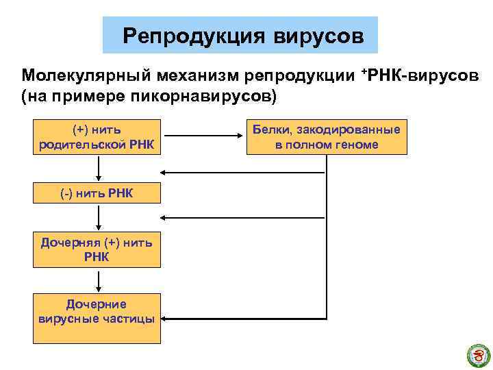 Репродукция вирусов Молекулярный механизм репродукции +РНК-вирусов (на примере пикорнавирусов) (+) нить родительской РНК (-)