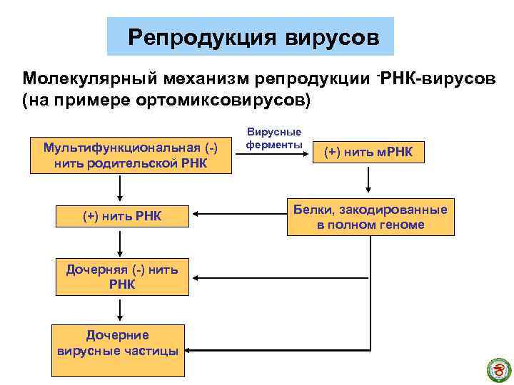 Репродукция вирусов Молекулярный механизм репродукции -РНК-вирусов (на примере ортомиксовирусов) Мультифункциональная (-) нить родительской РНК