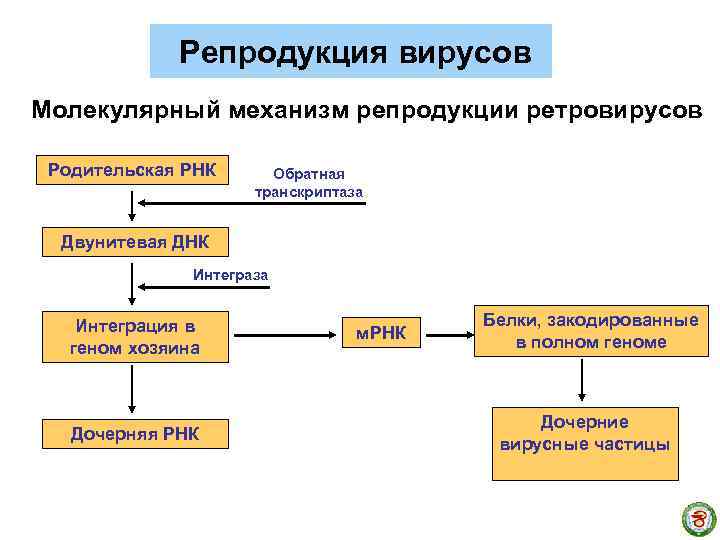 Репродукция вирусов Молекулярный механизм репродукции ретровирусов Родительская РНК Обратная транскриптаза Двунитевая ДНК Интеграза Интеграция