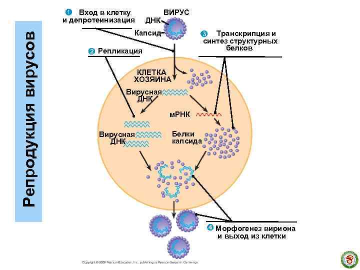 Вход в клетку и депротеинизация Репродукция вирусов 1 ДНК ВИРУС Капсид Транскрипция и синтез