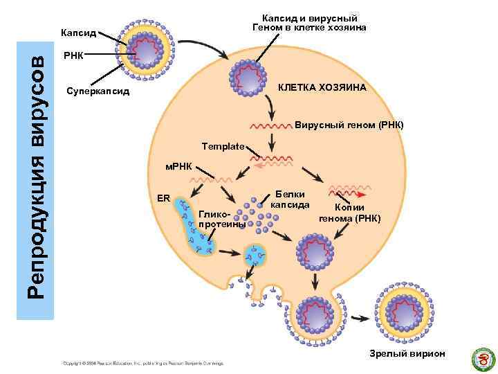 Капсид и вирусный Геном в клетке хозяина Репродукция вирусов Капсид РНК КЛЕТКА ХОЗЯИНА Суперкапсид