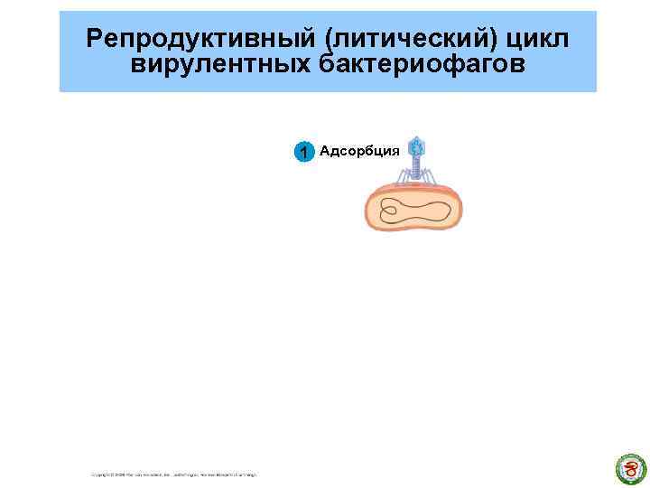 Репродуктивный (литический) цикл вирулентных бактериофагов 1 Адсорбция 1 