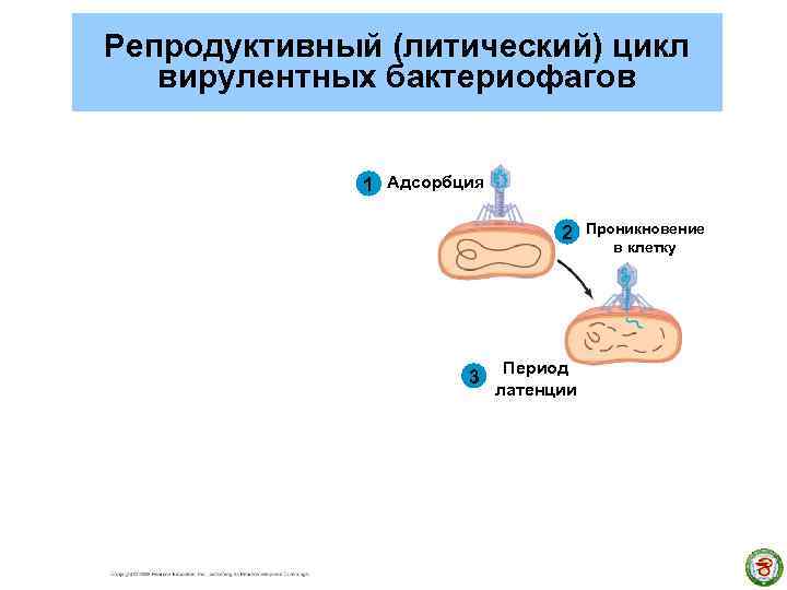 Репродуктивный (литический) цикл вирулентных бактериофагов 1 Адсорбция 2 3 Период латенции Проникновение в клетку