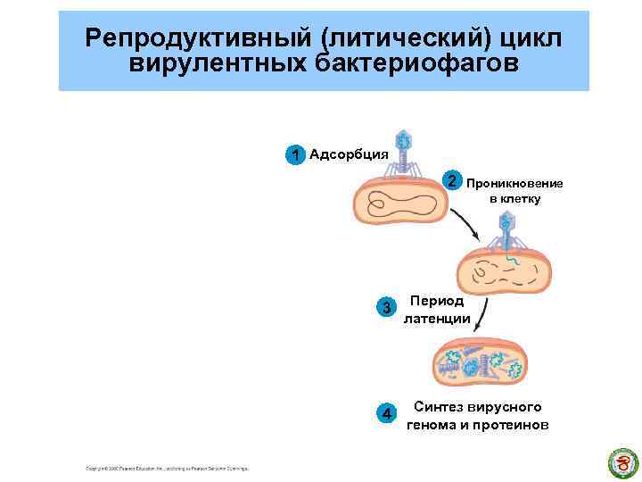 Репродуктивный (литический) цикл вирулентных бактериофагов 1 Адсорбция 2 Проникновение в клетку 3 Период латенции