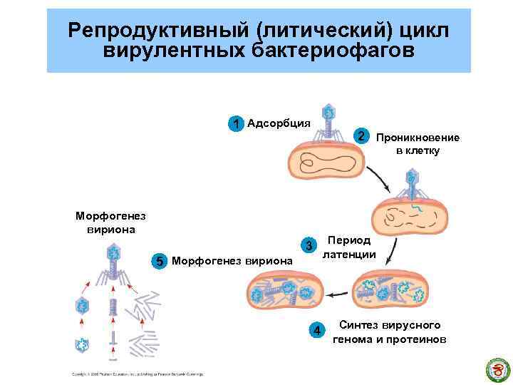 Репродуктивный (литический) цикл вирулентных бактериофагов 1 Адсорбция 2 Проникновение в клетку Морфогенез вириона Период