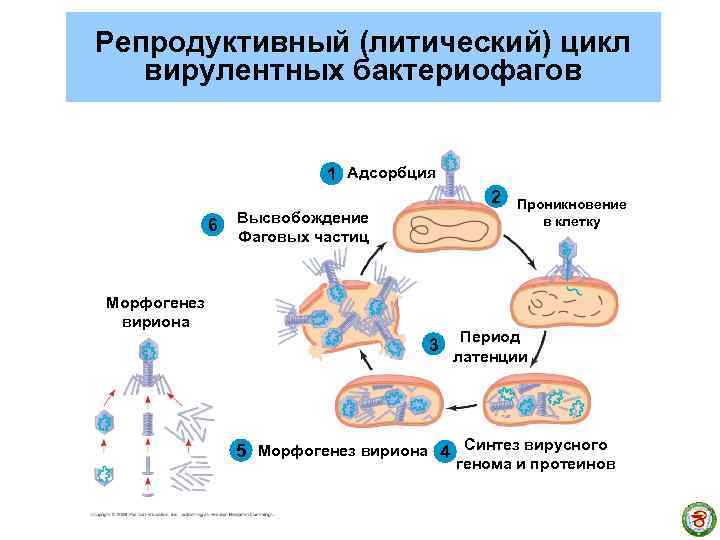 Репродуктивный (литический) цикл вирулентных бактериофагов 1 Адсорбция 2 6 Высвобождение Фаговых частиц Морфогенез вириона