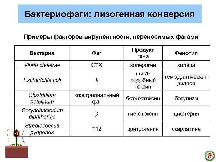 Бактериофаги: лизогенная конверсия Примеры факторов вирулентности, переносимых фагами Бактерия Фаг Продукт гена Фенотип Vibrio