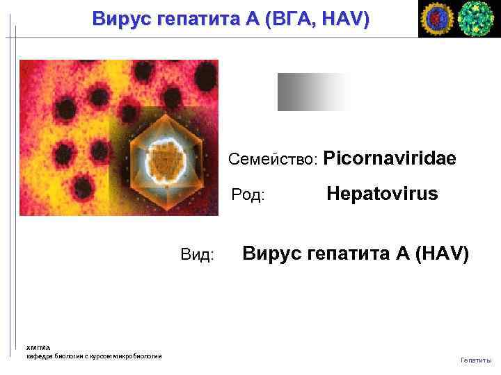 Вирус гепатита A (ВГA, HAV) Семейство: Picornaviridae Род: Вид: ХМГМА кафедра биологии с курсом