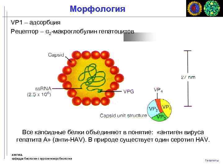 Морфология VP 1 – адсорбция Рецептор – α 2 -макроглобулин гепатоцитов Все капсидные белки