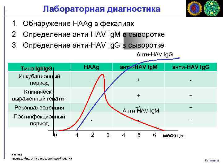 Лабораторная диагностика 1. Обнаружение HAAg в фекалиях 2. Определение анти-HAV Ig. M в сыворотке