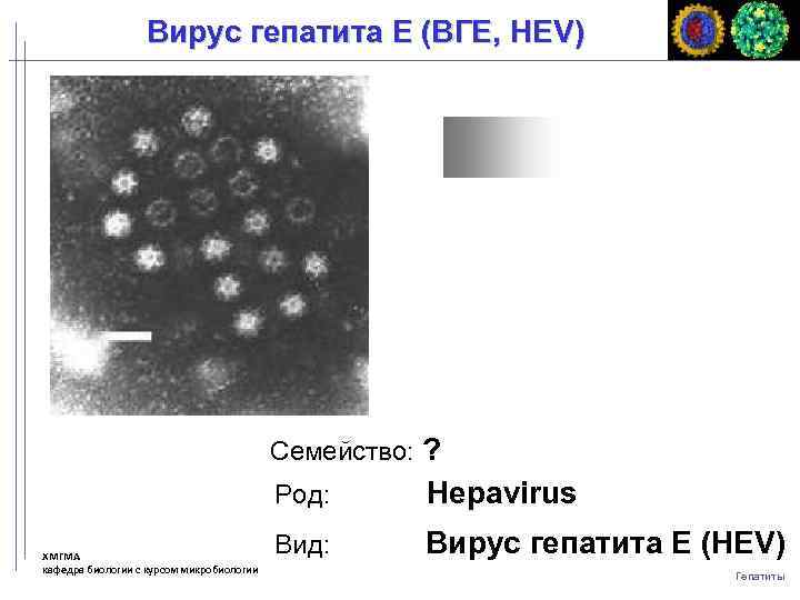 Вирус гепатита Е (ВГЕ, HЕV) Семейство: ? Род: ХМГМА кафедра биологии с курсом микробиологии