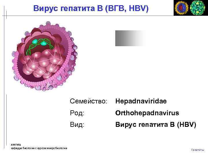 Вирус гепатита B (ВГB, HBV) Семейство: Род: Orthohepadnavirus Вид: ХМГМА кафедра биологии с курсом