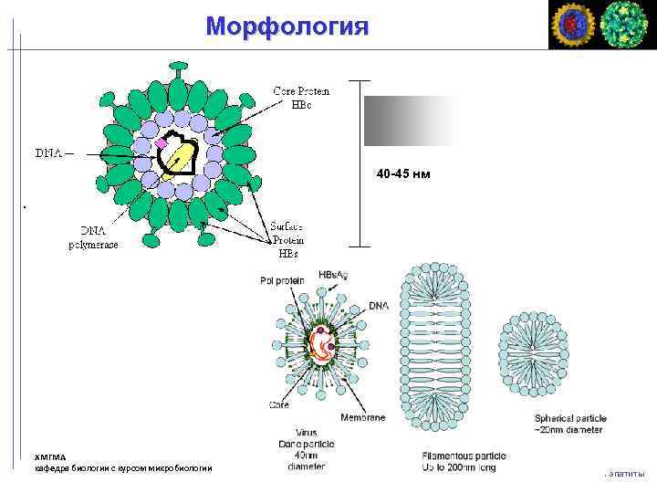 Морфология 40 -45 нм ХМГМА кафедра биологии с курсом микробиологии Гепатиты 