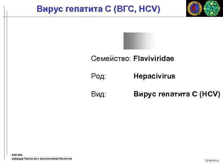 Вирус гепатита C (ВГC, HCV) Семейство: Flaviviridae Род: Вид: ХМГМА кафедра биологии с курсом