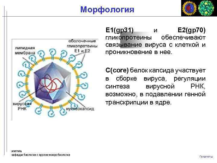 Морфология Е 1(gp 31) и Е 2(gp 70) гликопротеины обеспечивают связывание вируса с клеткой