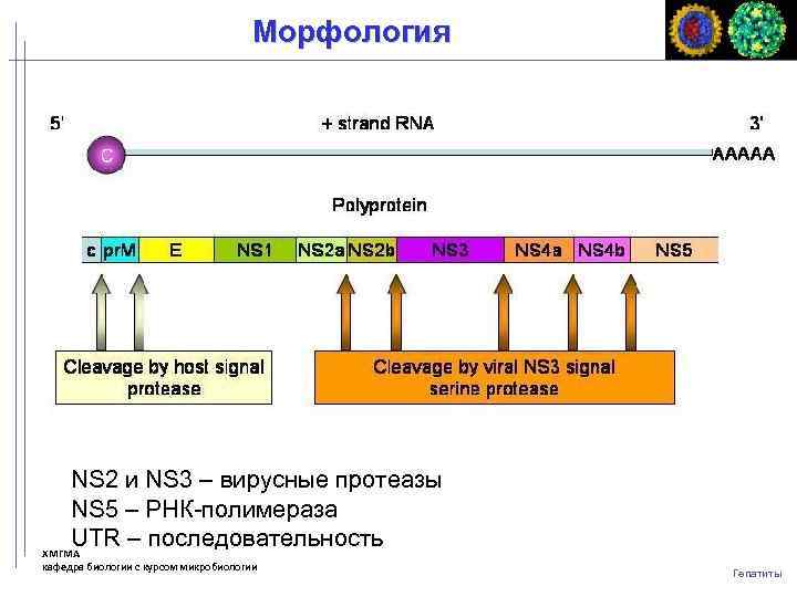 Морфология NS 2 и NS 3 – вирусные протеазы NS 5 – РНК-полимераза UTR