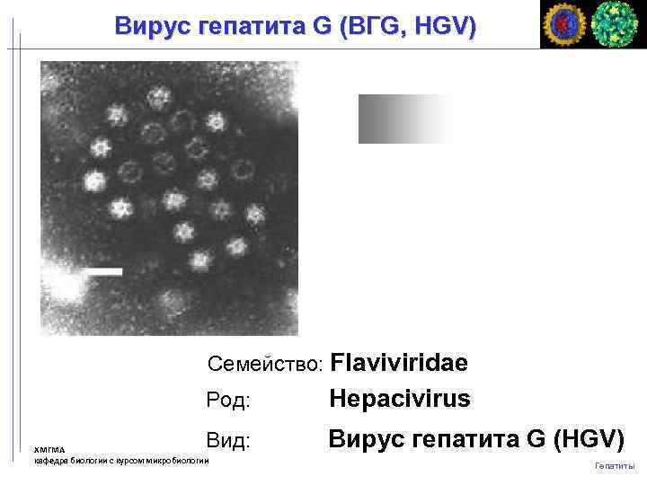 Вирус гепатита G (ВГG, HGV) Семейство: Flaviviridae Род: Hepacivirus Вид: Вирус гепатита G (HGV)